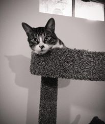 Chance In Cat Tree