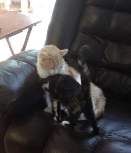graham grooming kitten